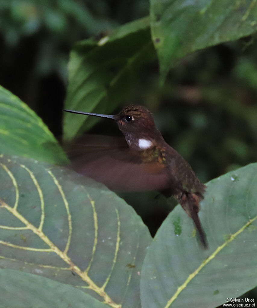 Brown Inca