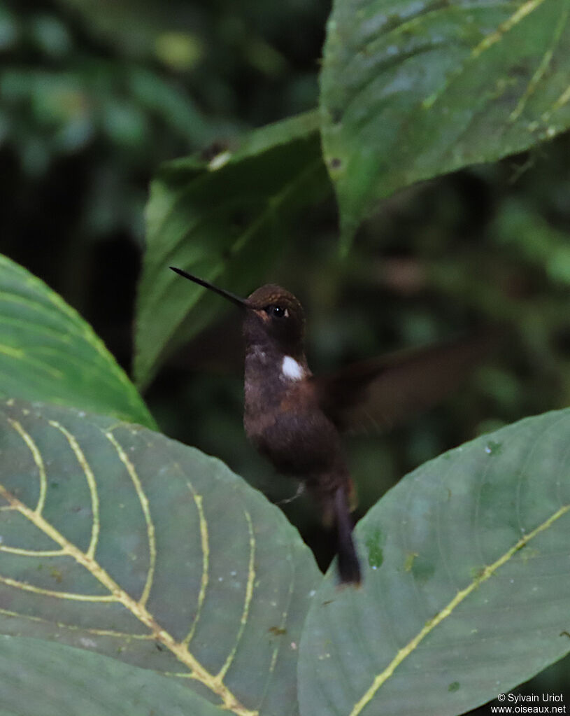 Brown Inca