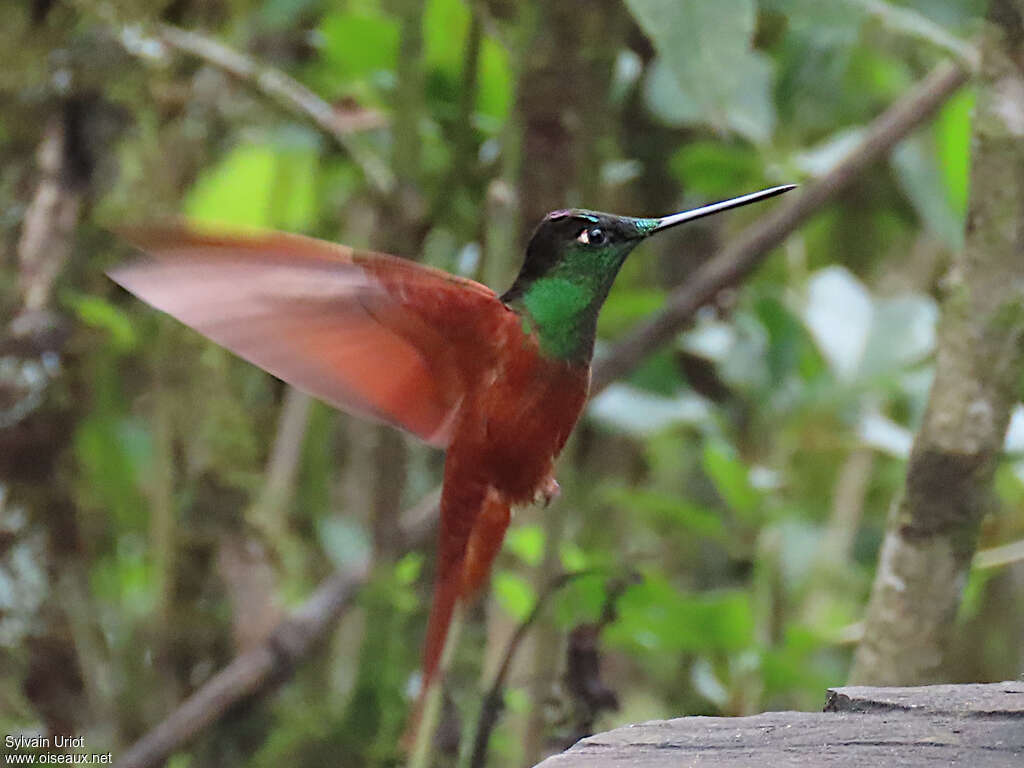 Rainbow Starfrontlet male adult