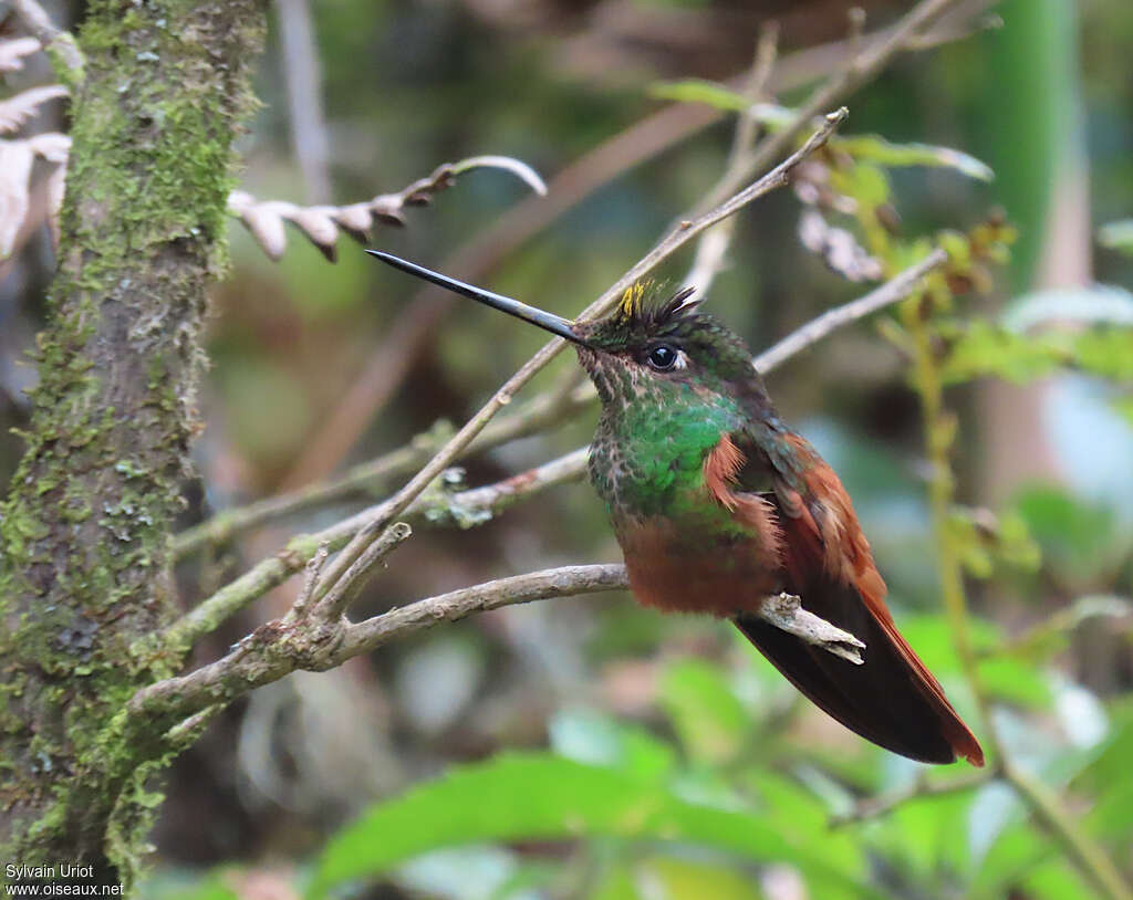 Rainbow Starfrontlet female adult