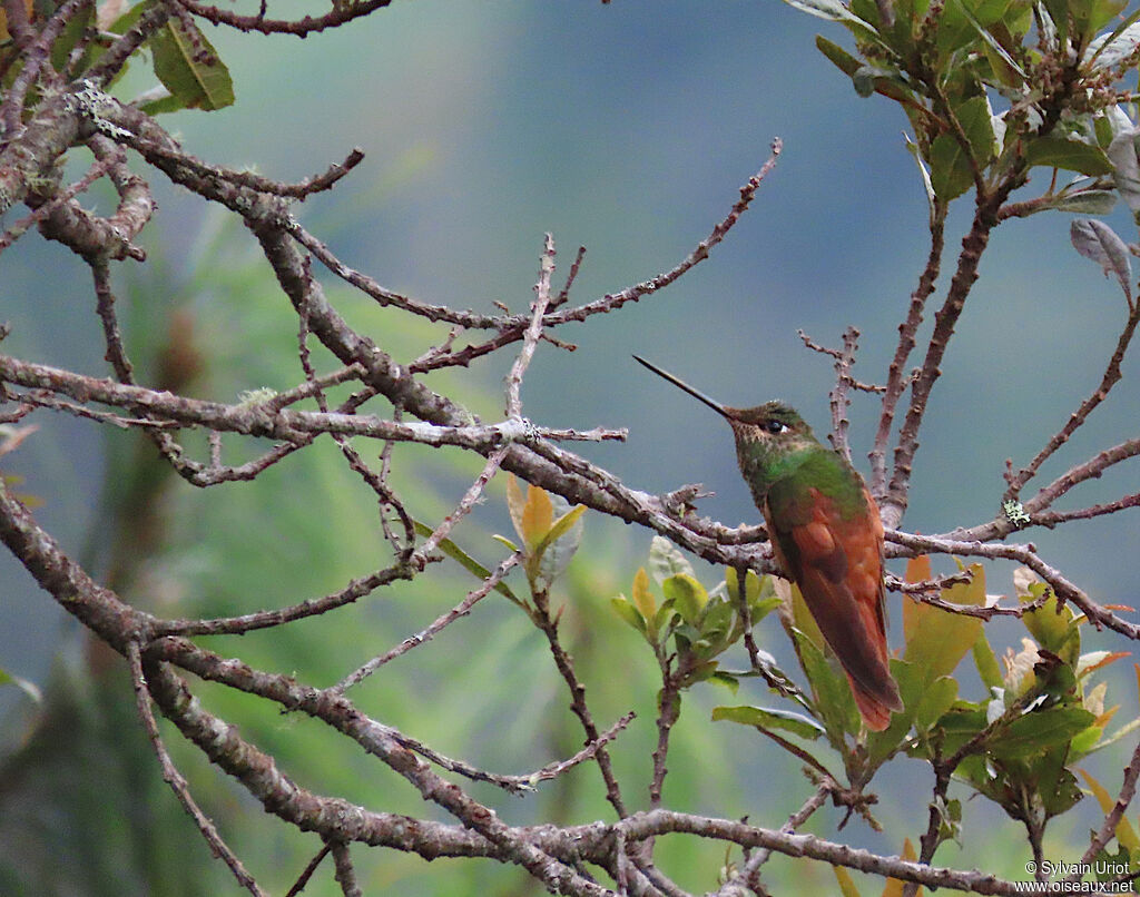 Rainbow Starfrontlet female adult