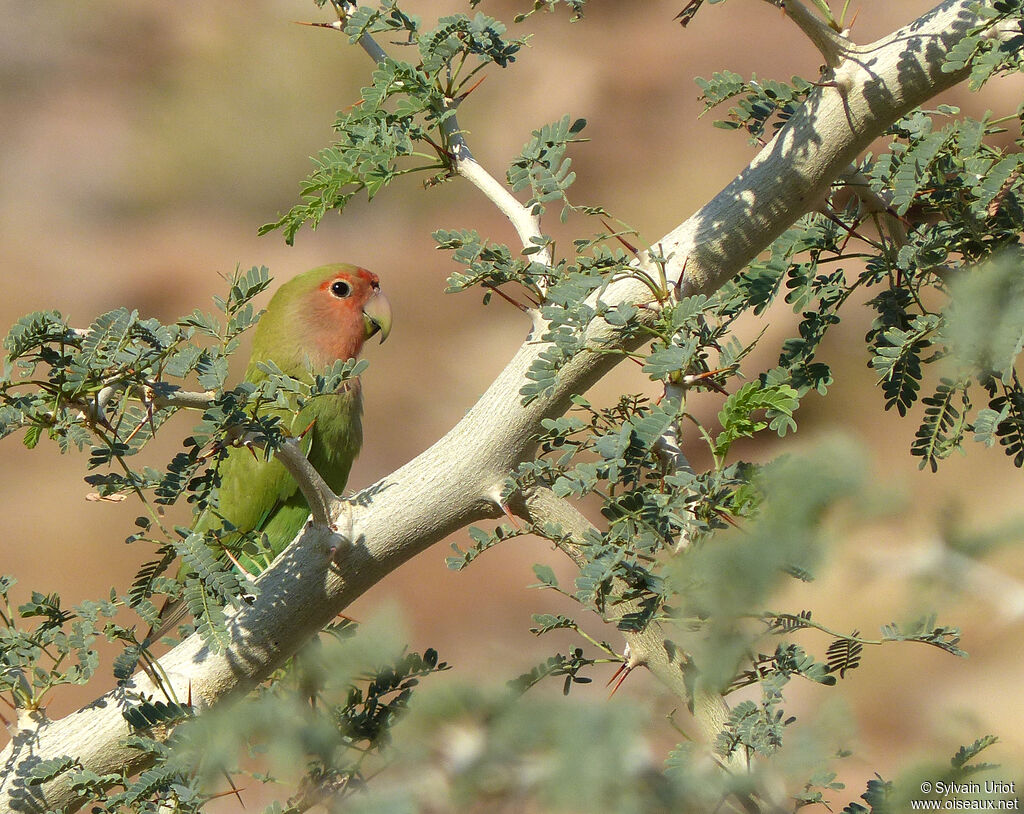 Rosy-faced Lovebird