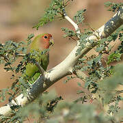 Rosy-faced Lovebird