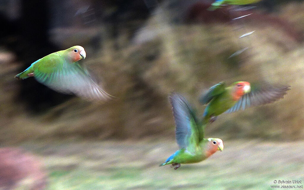 Rosy-faced Lovebird