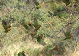 Rosy-faced Lovebird