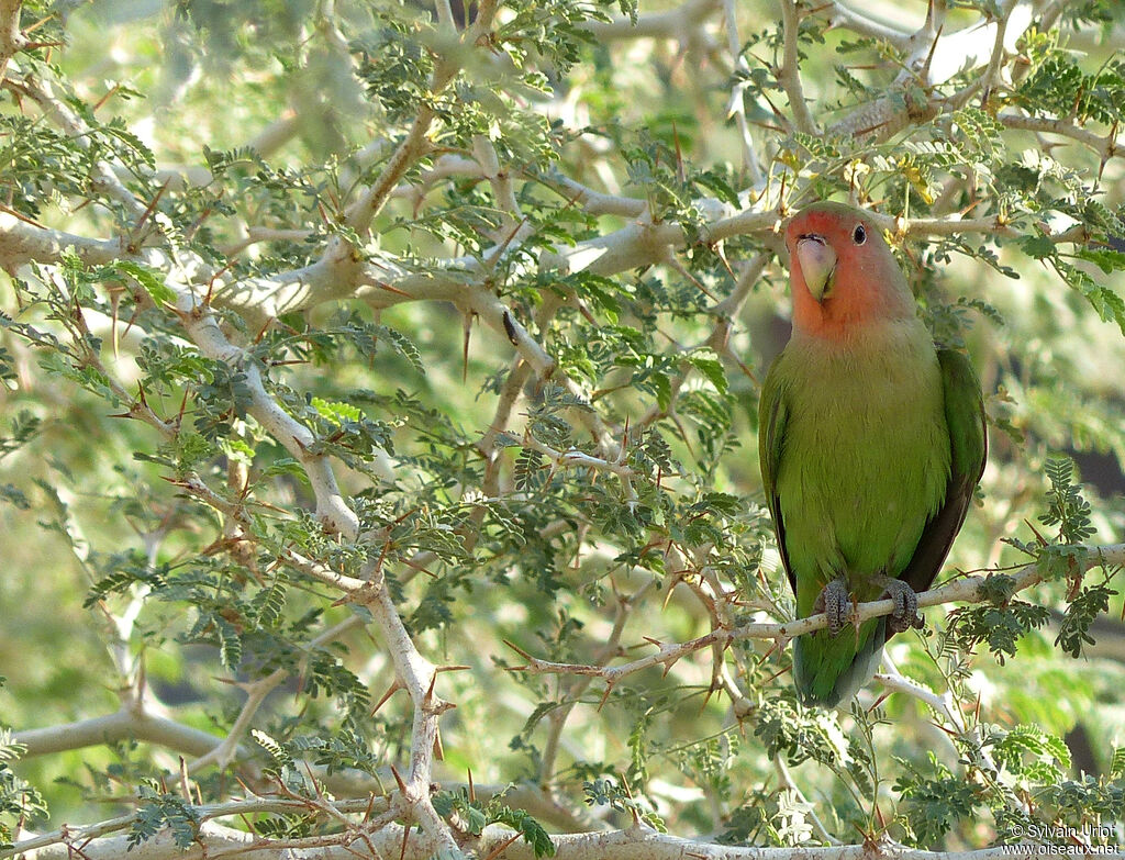 Rosy-faced Lovebird