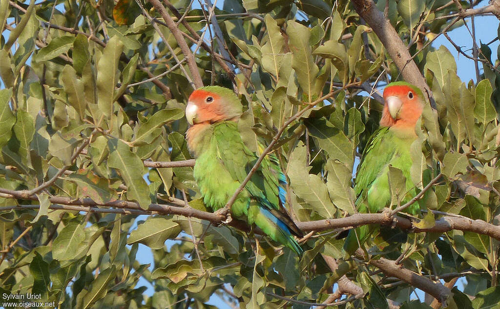 Rosy-faced Lovebirdadult, habitat, camouflage, pigmentation