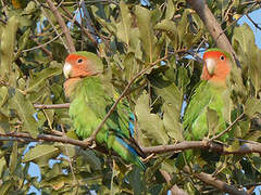 Rosy-faced Lovebird