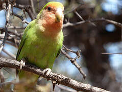 Rosy-faced Lovebird