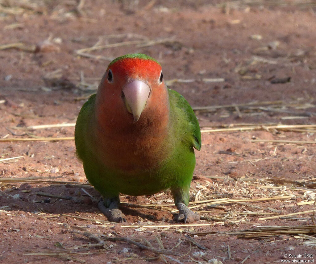 Rosy-faced Lovebird