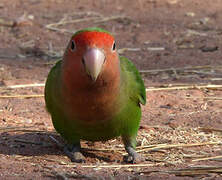 Rosy-faced Lovebird