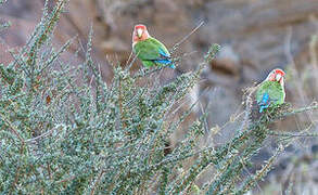 Rosy-faced Lovebird