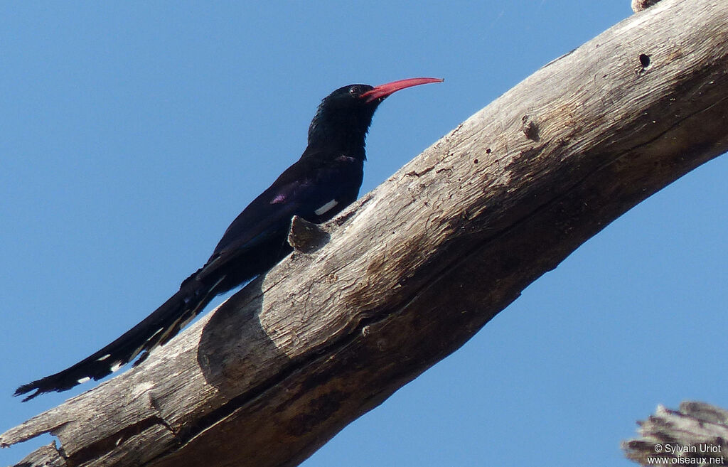 Green Wood Hoopoe