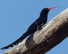 Green Wood Hoopoe