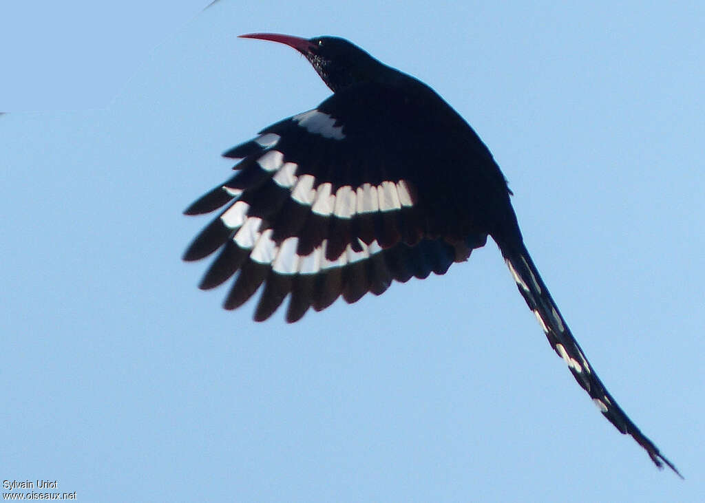 Green Wood Hoopoeadult, Flight