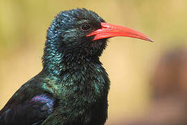 Green Wood Hoopoe