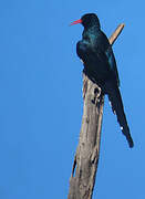 Green Wood Hoopoe