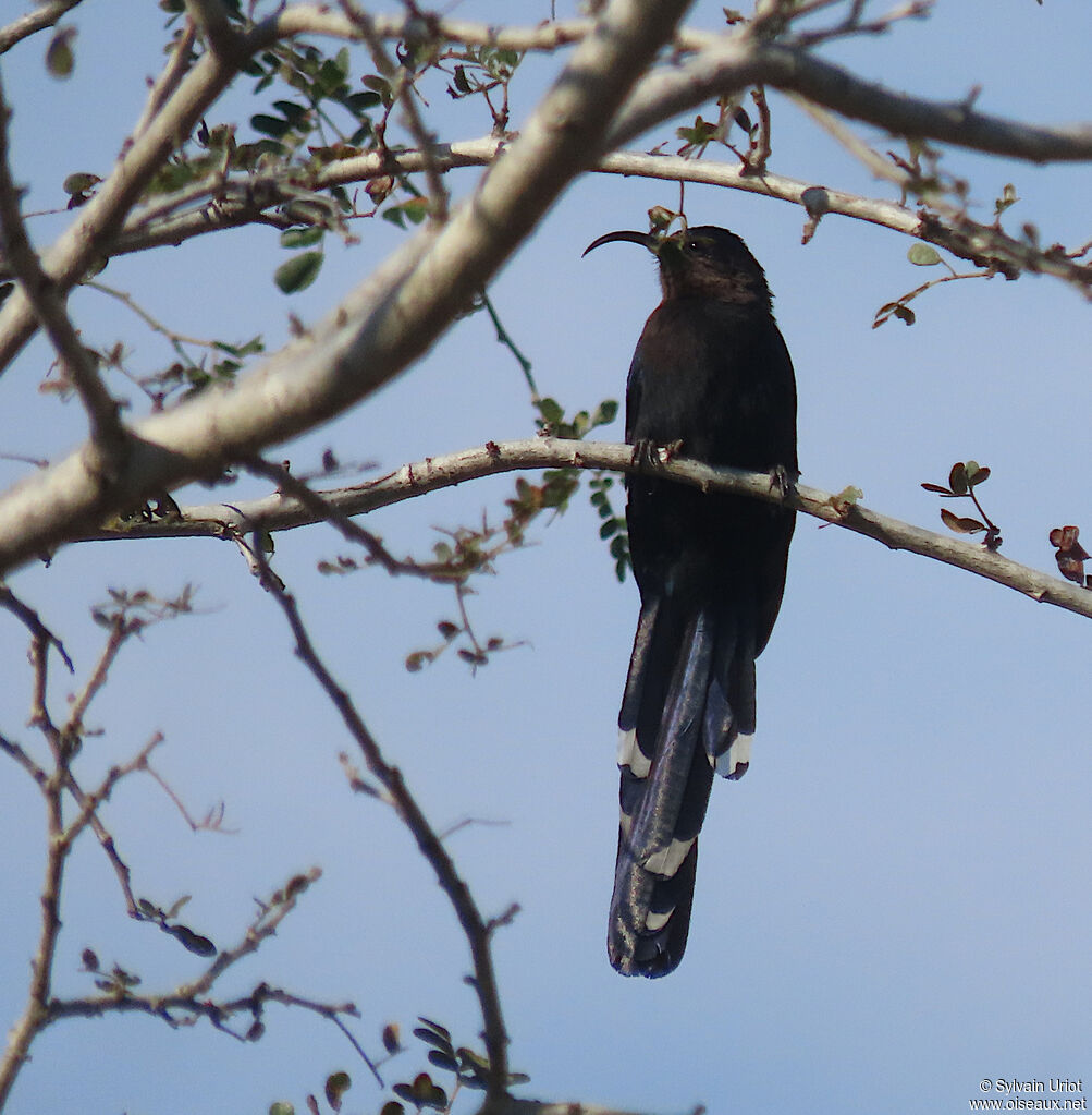 Common Scimitarbilladult