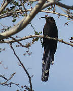 Common Scimitarbill