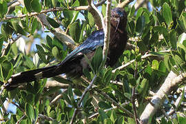 Common Scimitarbill