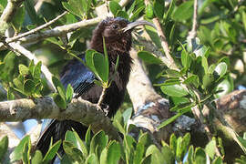 Common Scimitarbill