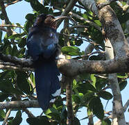 Common Scimitarbill