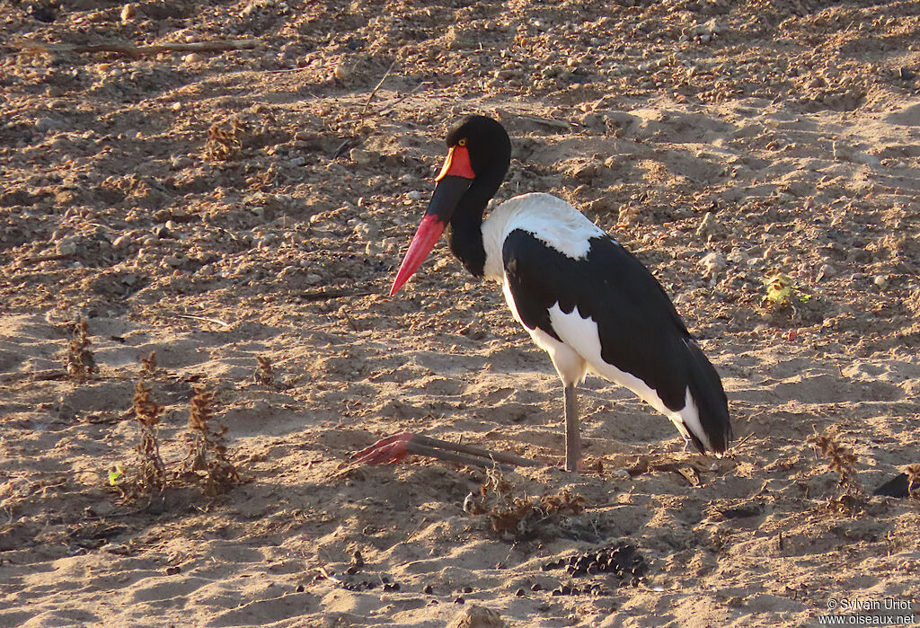 Jabiru d'Afriqueadulte