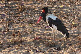 Saddle-billed Stork