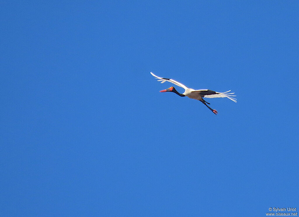 Jabiru d'Afriqueadulte