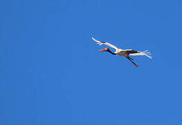 Saddle-billed Stork