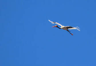 Jabiru d'Afrique