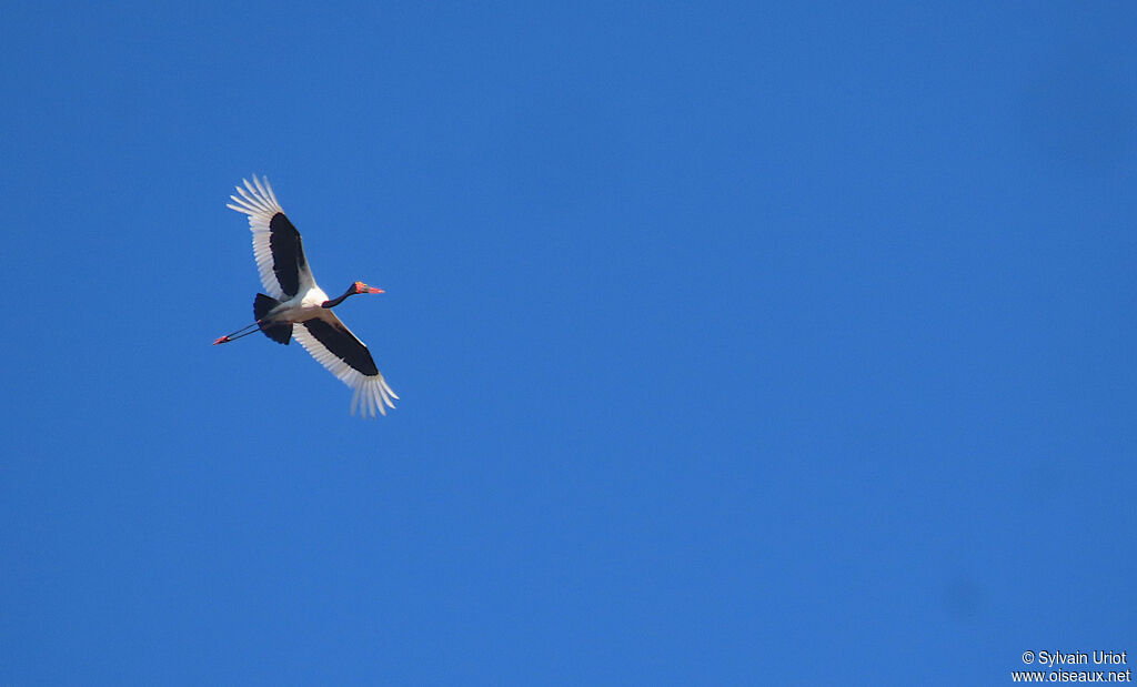 Jabiru d'Afrique mâle adulte