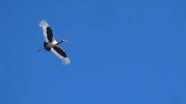 Jabiru d'Afrique