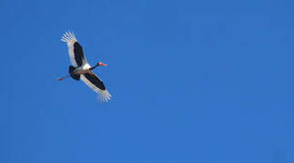 Saddle-billed Stork