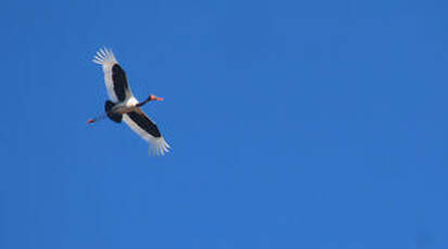 Jabiru d'Afrique