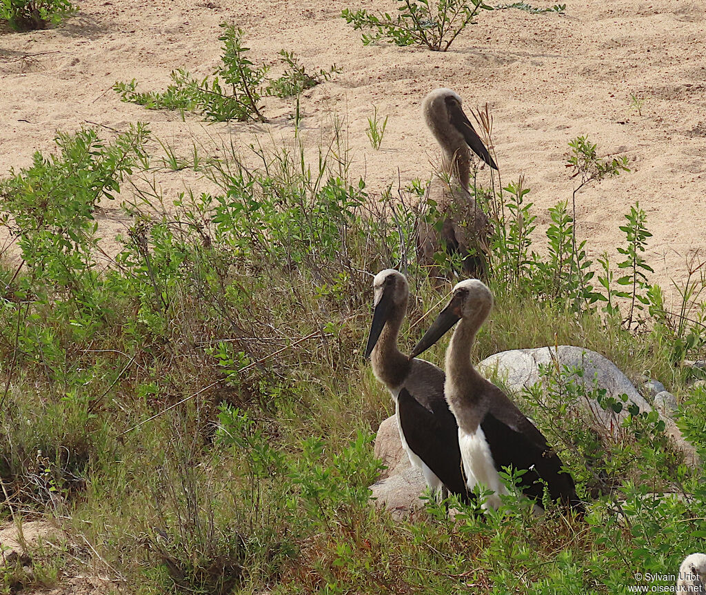 Jabiru d'AfriquePoussin