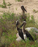 Saddle-billed Stork