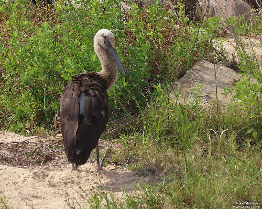 Saddle-billed StorkPoussin