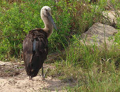 Saddle-billed Stork