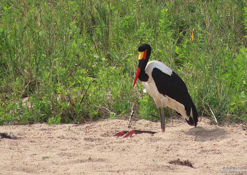 Jabiru d'Afriqueadulte