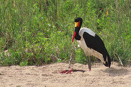 Saddle-billed Stork