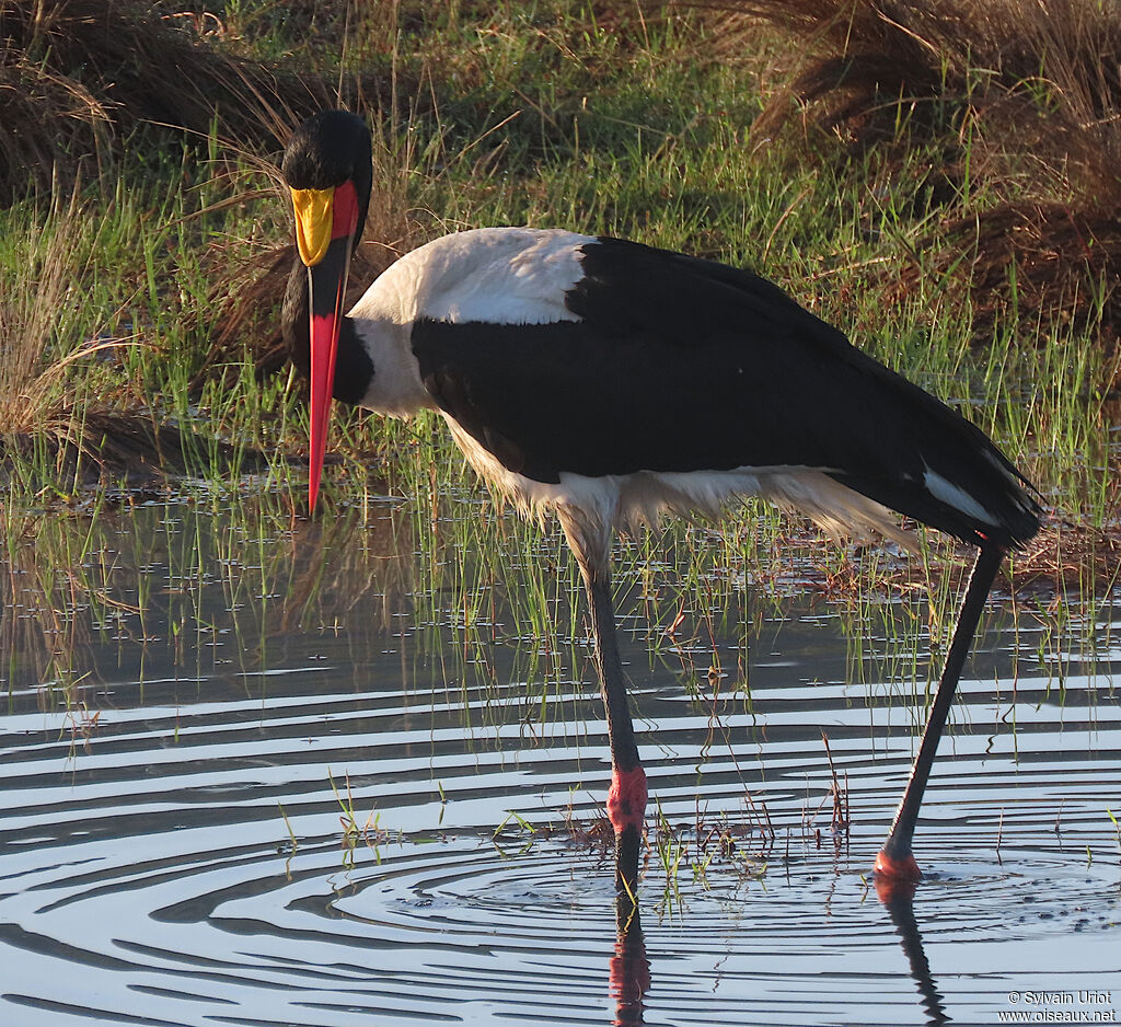Jabiru d'Afriqueadulte