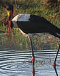 Jabiru d'Afrique