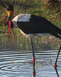 Jabiru d'Afrique