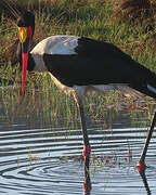 Saddle-billed Stork