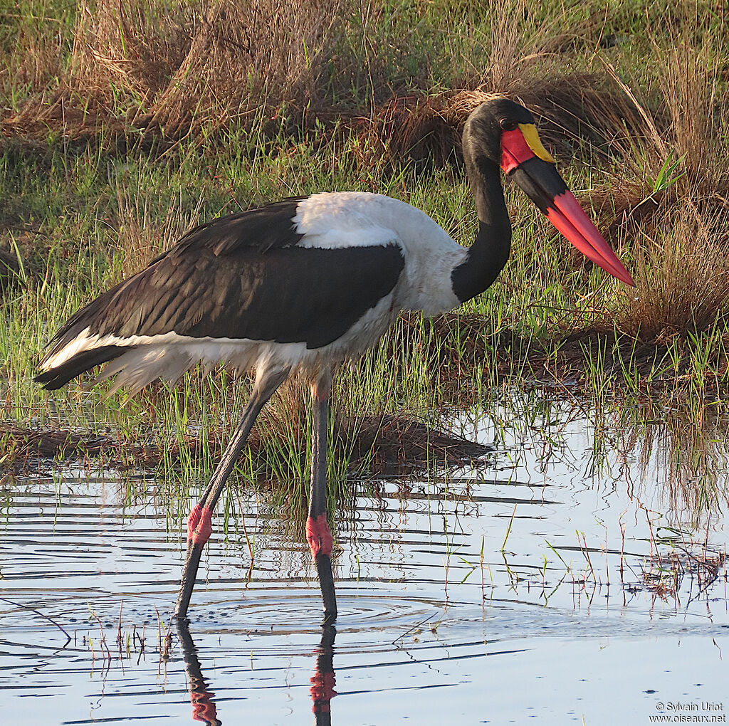 Jabiru d'Afriqueadulte