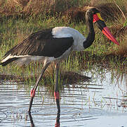 Saddle-billed Stork