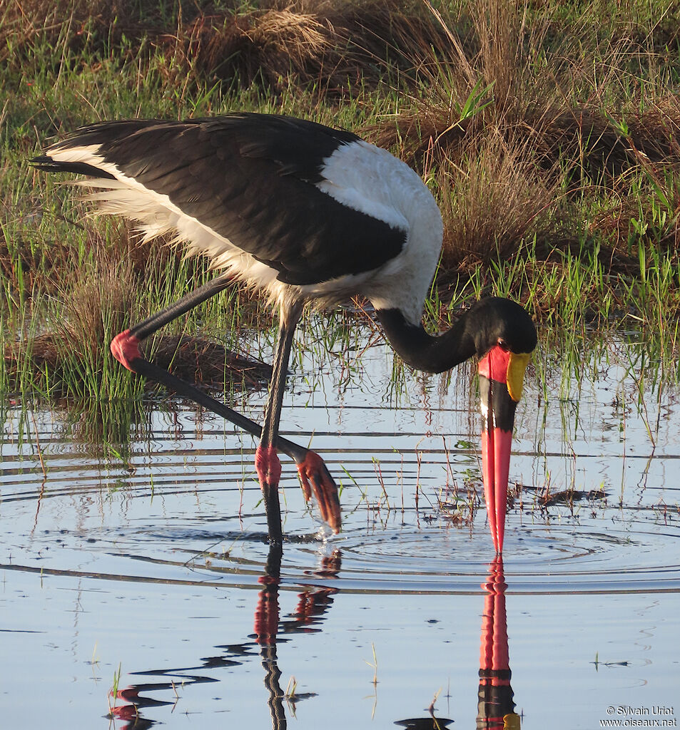 Jabiru d'Afriqueadulte