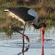 Saddle-billed Stork