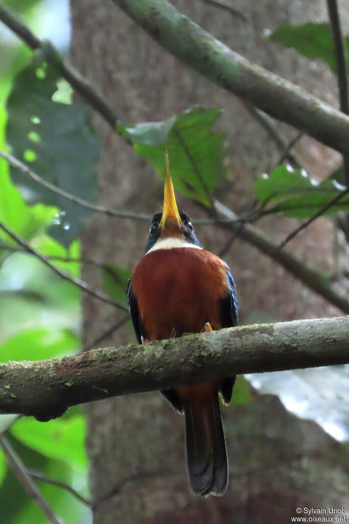 Jacamar à bec jaune mâle adulte